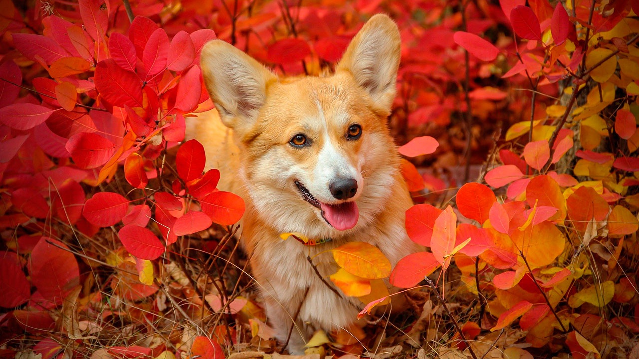 Кинолог предупредил об опасности осенних листьев для собак