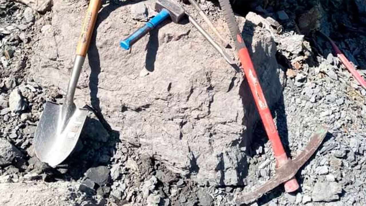 Скелеты двух ихтиозавров неизвестного вида раскопали под Ульяновском