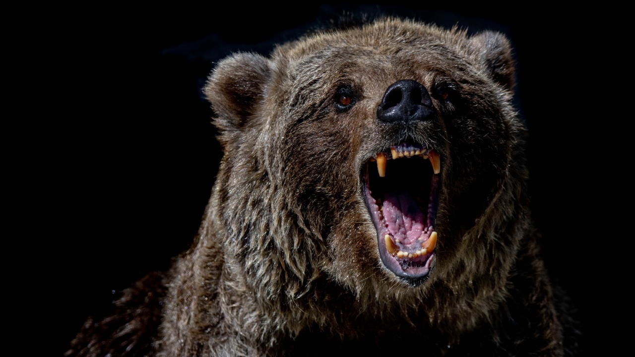 Тюменский боксер убил ножом медведя, разорвавшего его друга