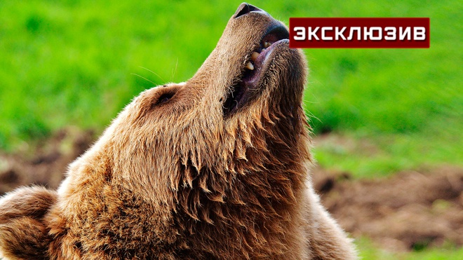 «Один из тысячи»: охотник оценил шансы убить медведя ножом «Один из тысячи»: охотник оценил шансы убить медведя ножом
