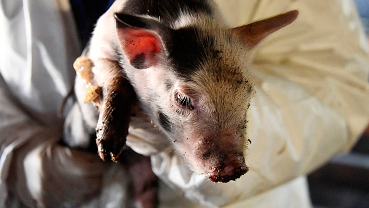 Россельхознадзор обнаружил африканскую чуму в свиных тушах в Ростовской области
