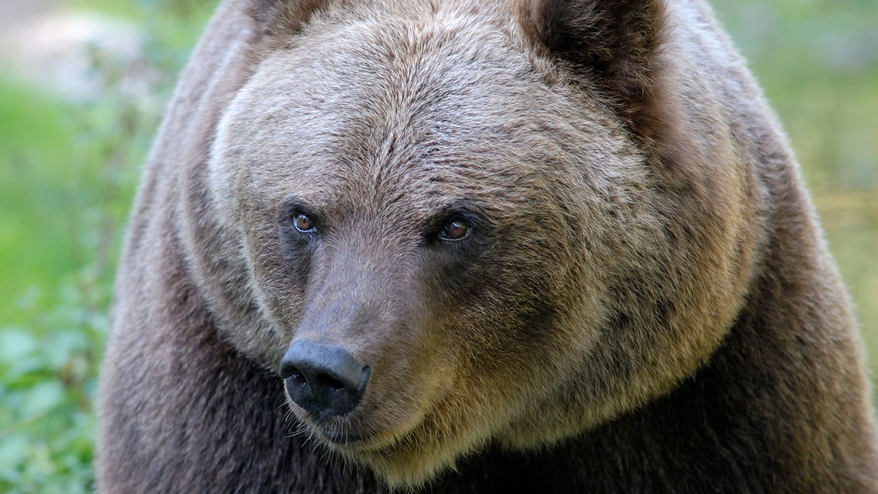 Медведь напал на сборщика шишек в Приморье
