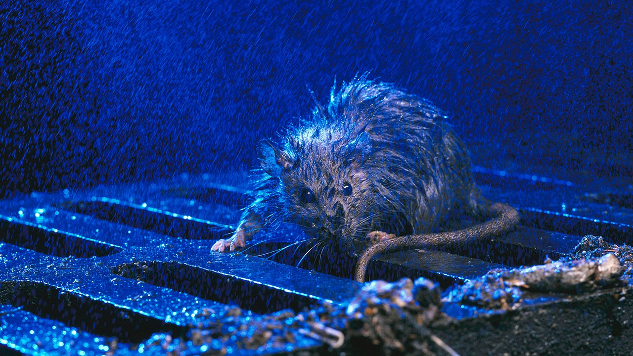 Пандемия привела к небывалому нашествию крыс на Нью-Йорк