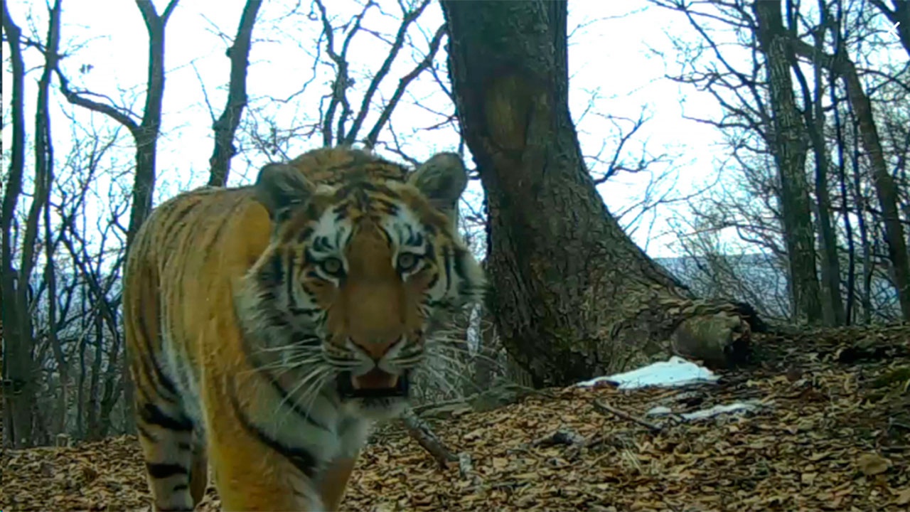 Амурского тигра убили в тайге в Приморье