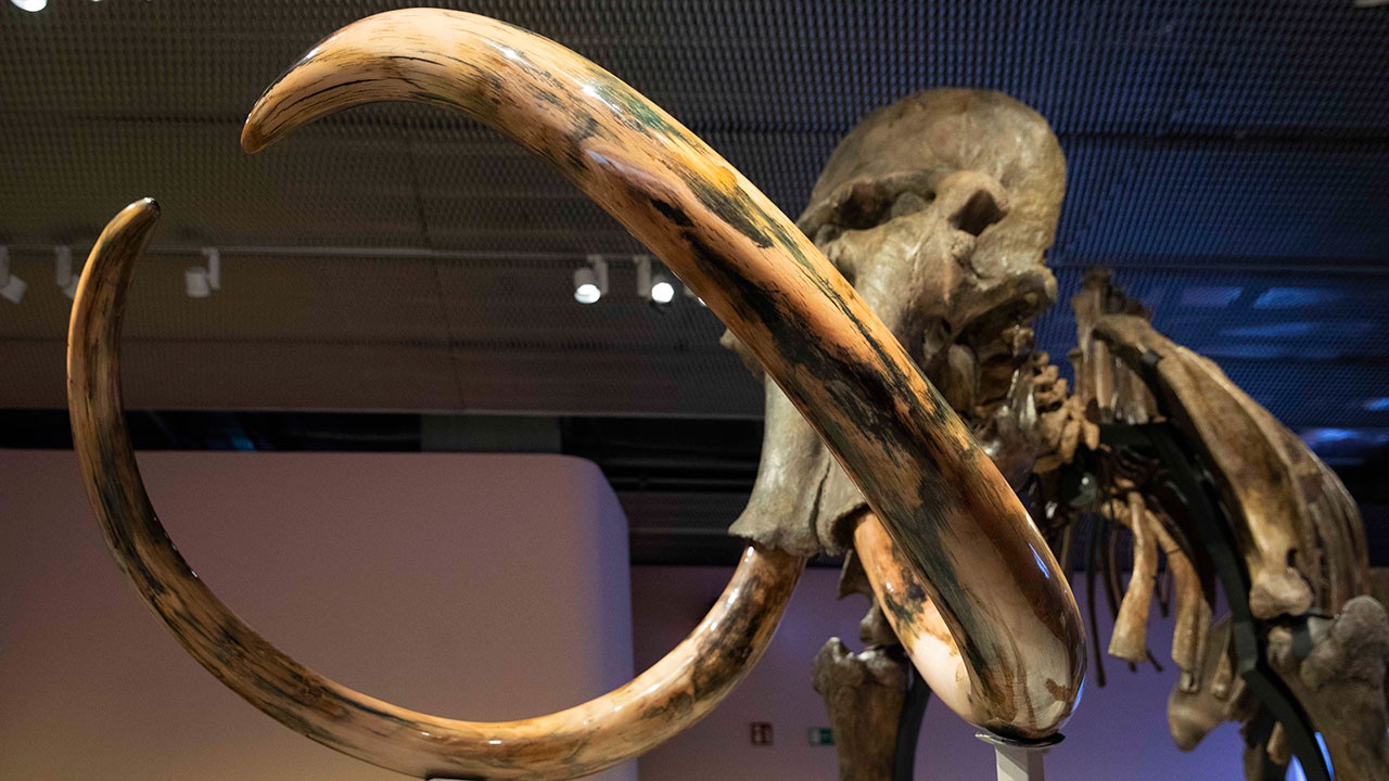 Ученые определили время жизни последних мамонтов