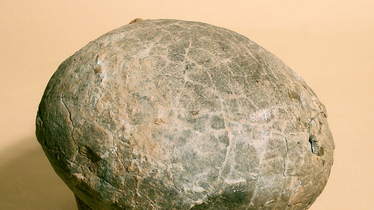 Яйцо с целым скелетом эмбриона динозавра нашли в Китае