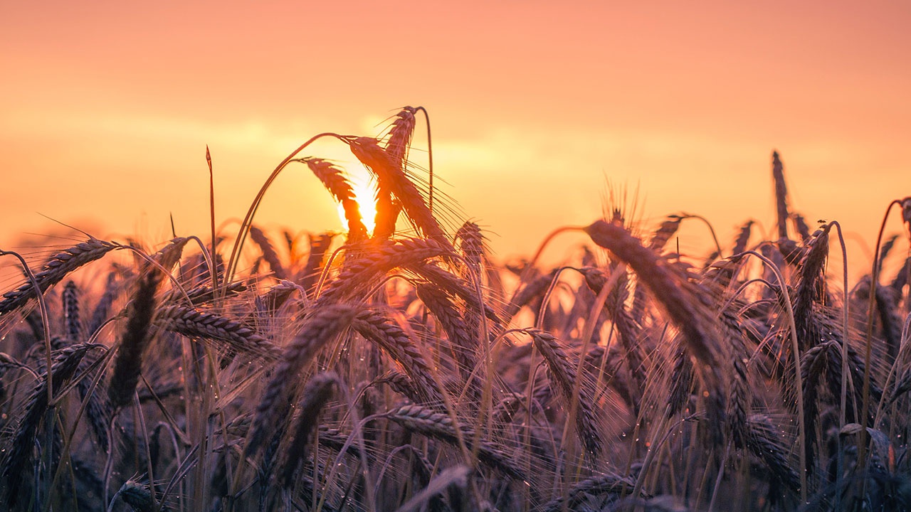 Правительство РФ ввело временный запрет на экспорт сахара и зерновых 