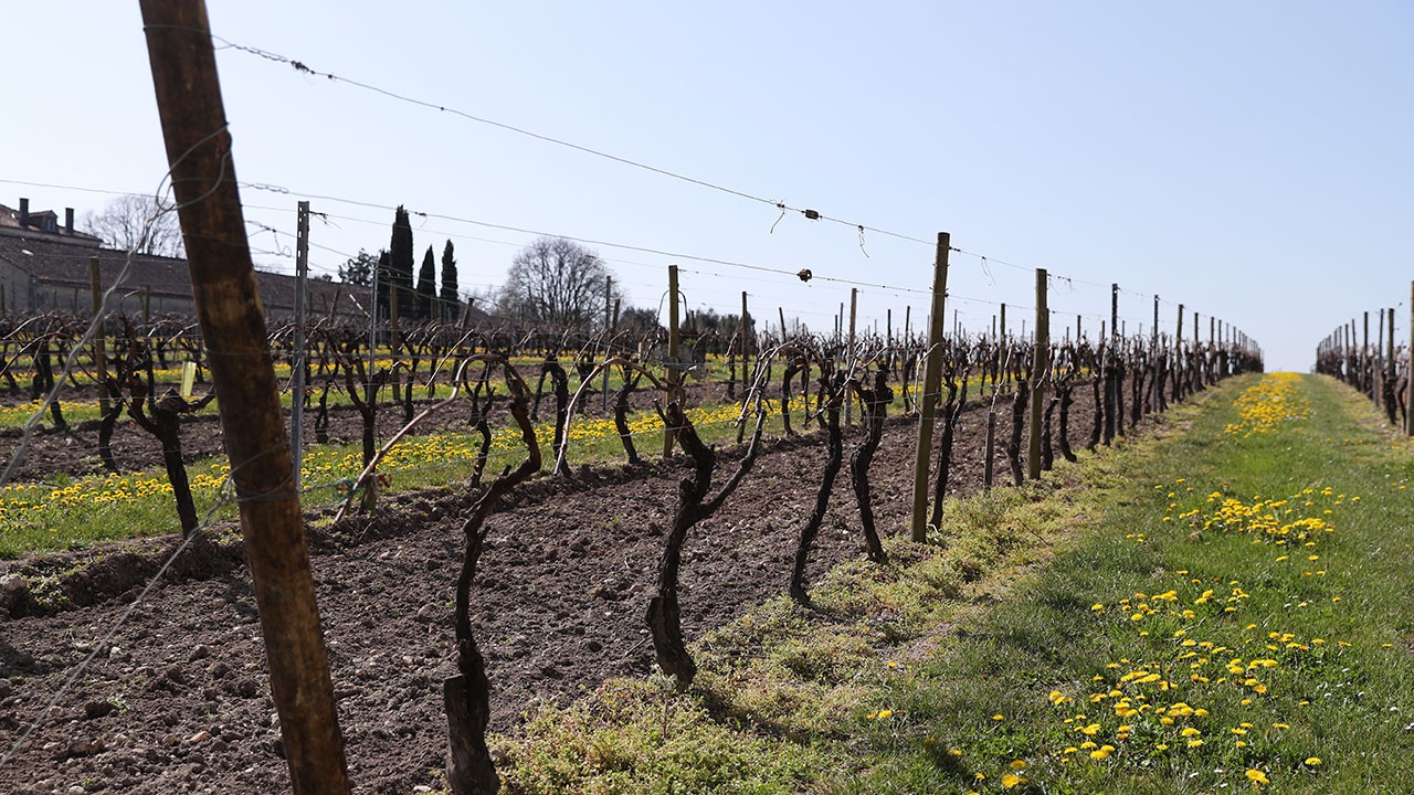 Французский винодел сообщил о трудностях производства после антироссийских санкций