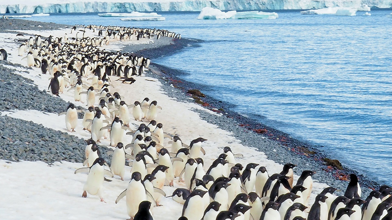 В Антарктиде зафиксировали катастрофическое повышение температуры