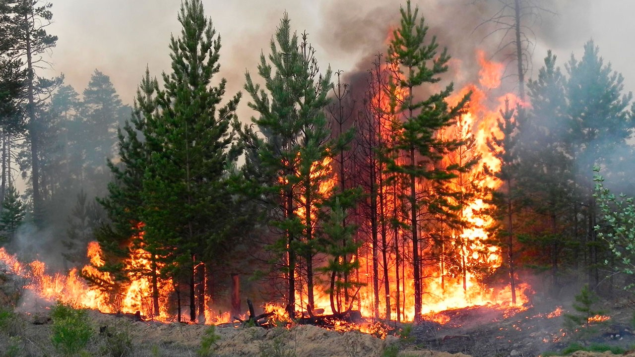 Площадь лесных пожаров в РФ за сутки увеличилась на 4,5 тысячи гектаров