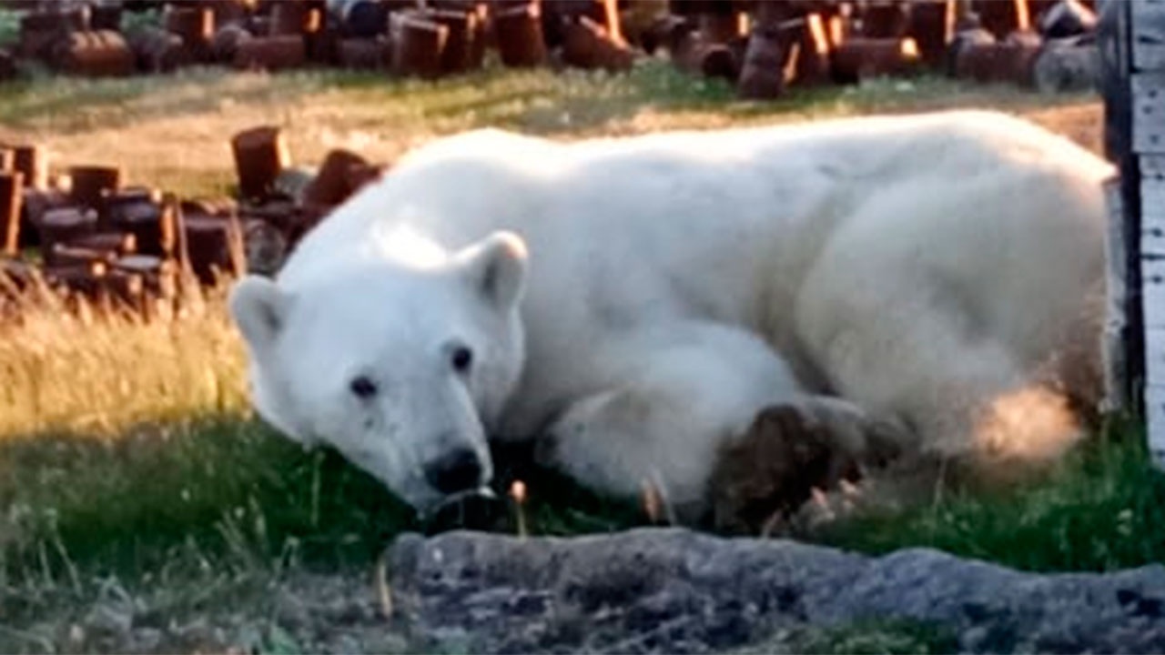 Ветеринары вытащили банку из пасти белого медведя на острове Диксон