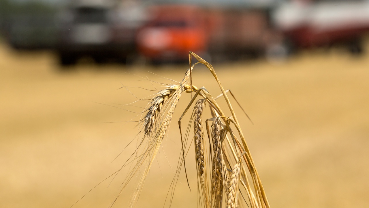 Reuters: Египет расторг контракт на поставку 240 тысяч тонн пшеницы с Украины