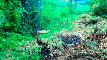 Замышлял побег: в Приморье показали новые кадры со спасенным котенком леопарда
