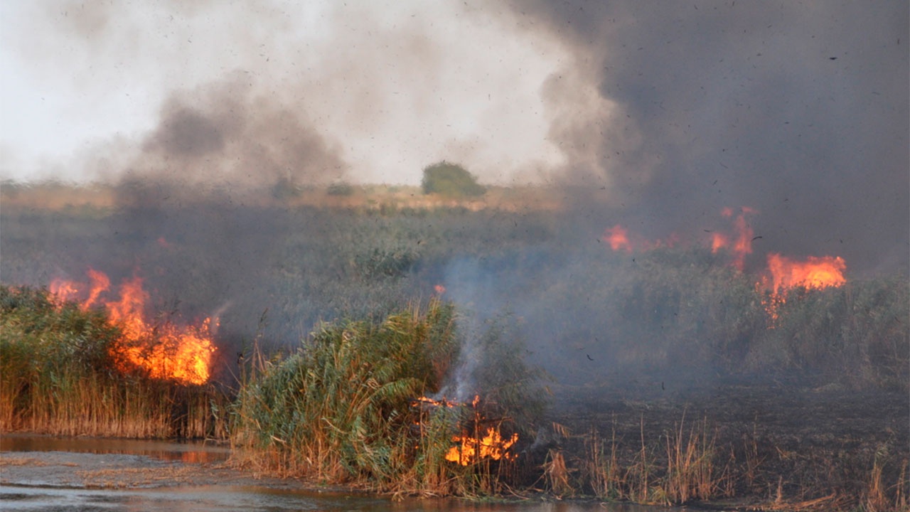Площадь лесного пожара в Ростовской области увеличилась вдвое и достигла 252 га