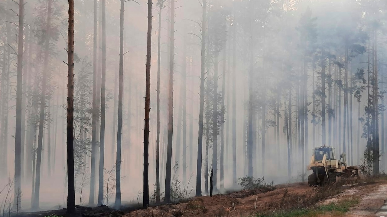 Названы причины лесных пожаров в центре России