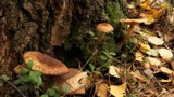 «Опасный сезон»: в нескольких регионах России зафиксировали десятки случаев отравления грибами