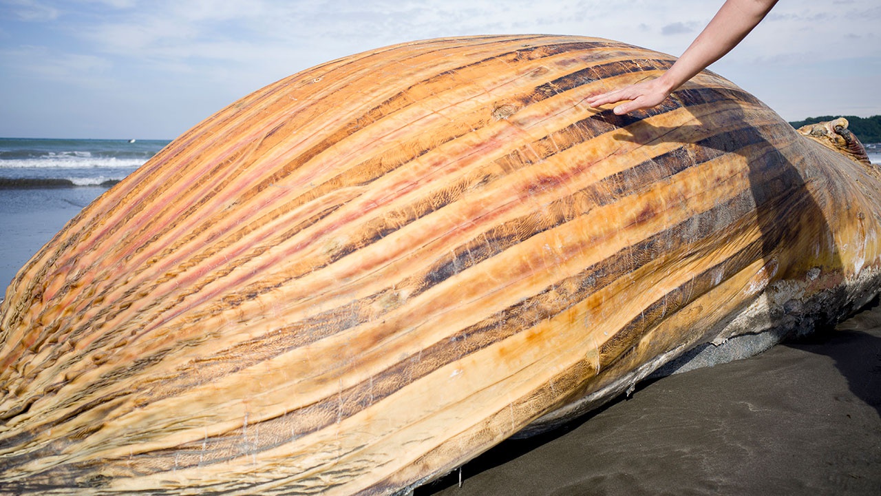 Восьмиметровый кит выбросился на пляж на севере Франции