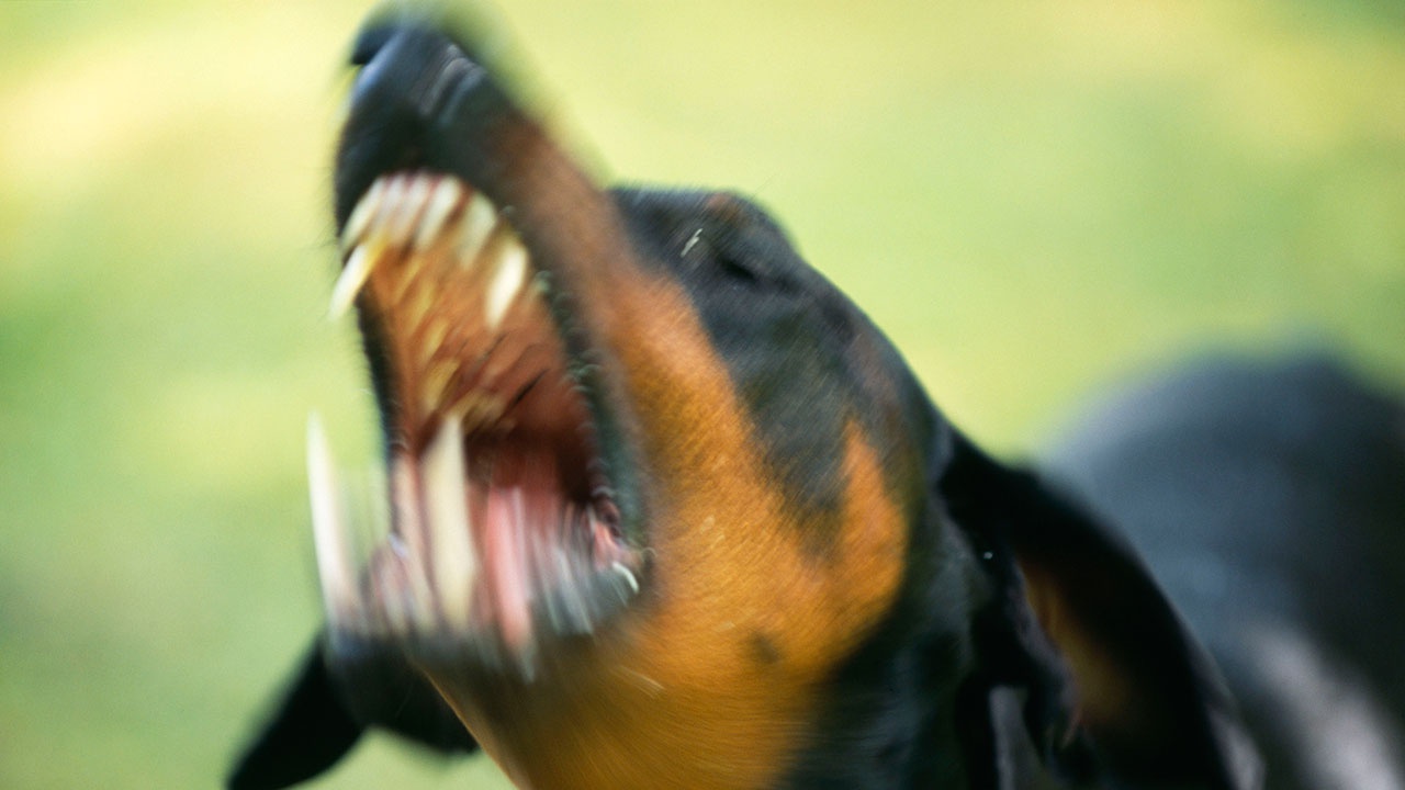 Бродячая собака напала на жительницу Нефтеюганска