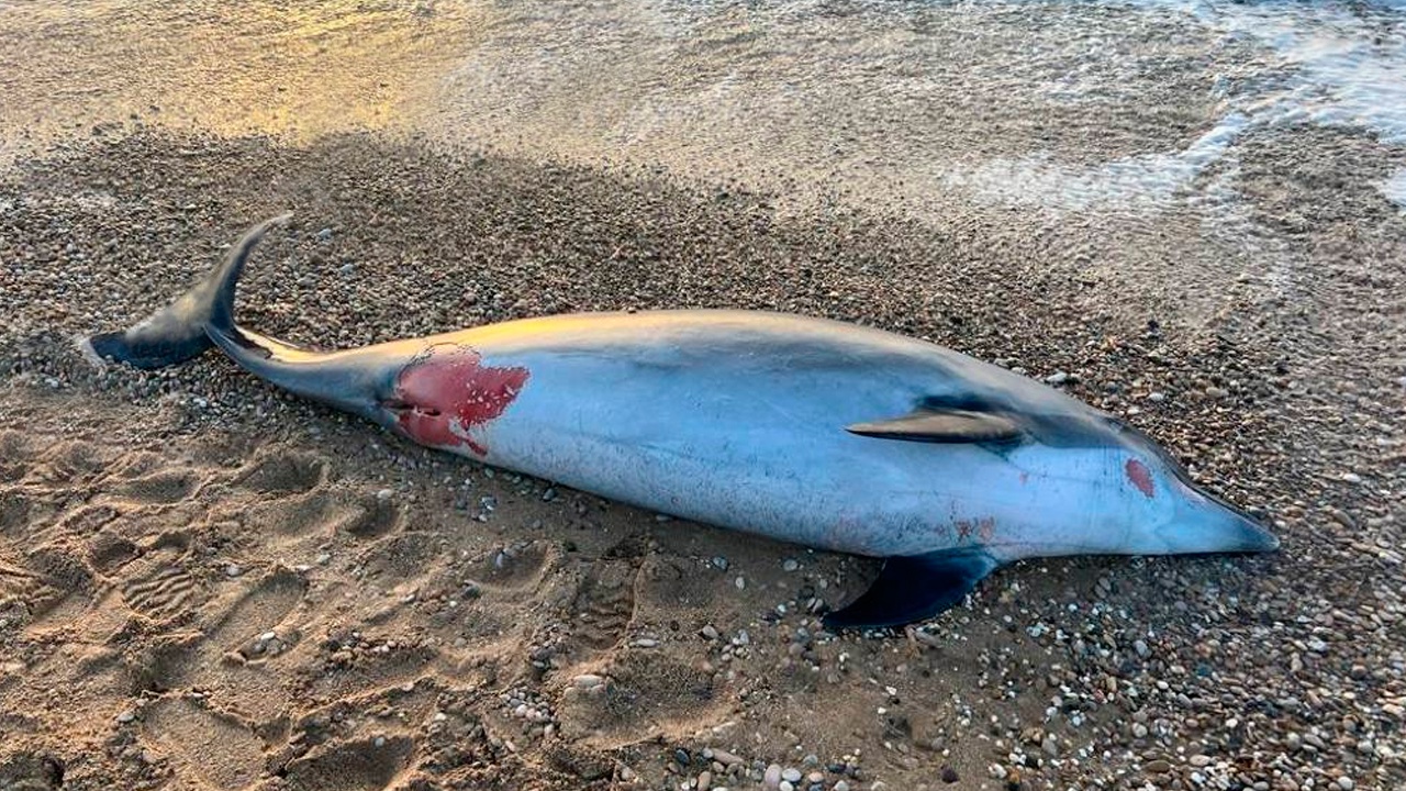 Губернатор Севастополя опубликовал фото найденного мертвого дельфина
