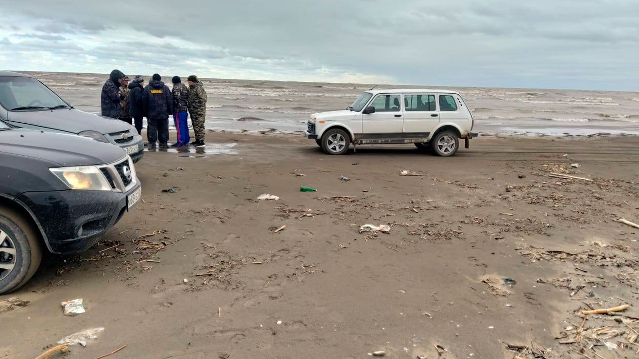 На берегу Каспийского моря в Дагестане нашли уже 1700 мертвых тюленей