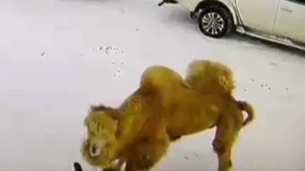 SHOT: верблюда, который убил сторожа под Омском, застрелили