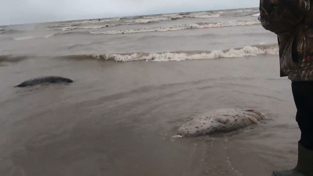 Птичий грипп мог стать возможной причиной гибели тюленей в Каспийском море