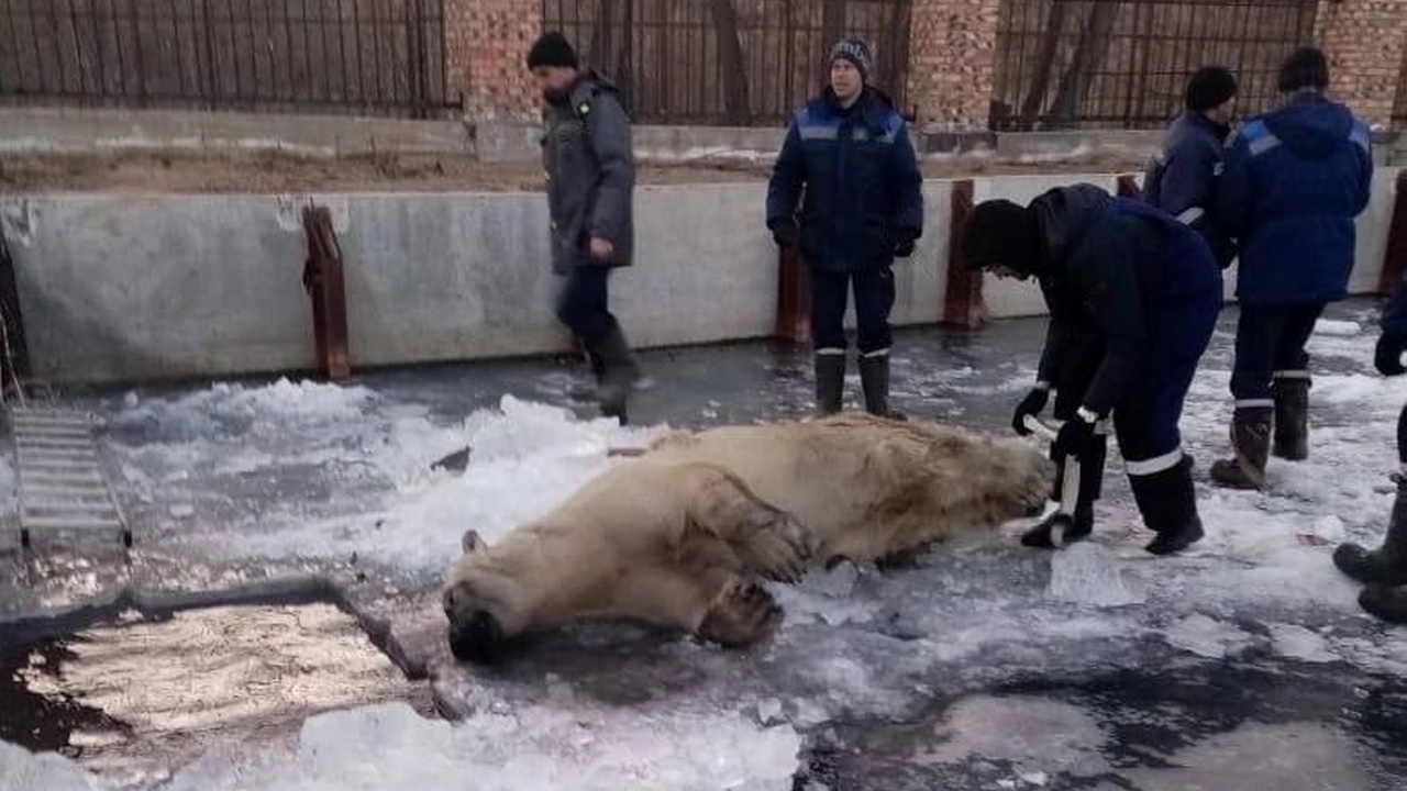 Белая медведица утонула в зоопарке в Омской области из-за инсульта