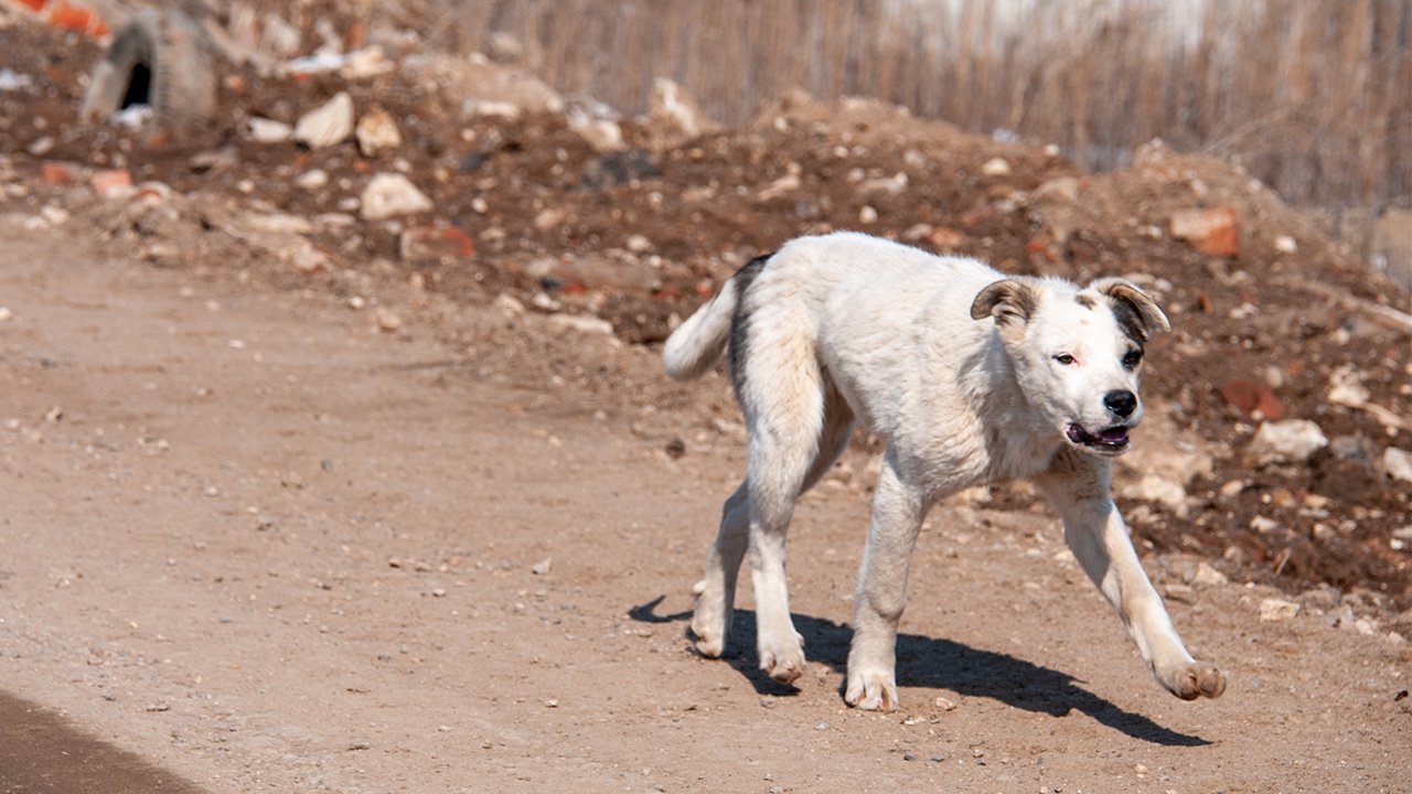 «360»: жители Оренбурга жаловались на псов, загрызших ученика второго класса