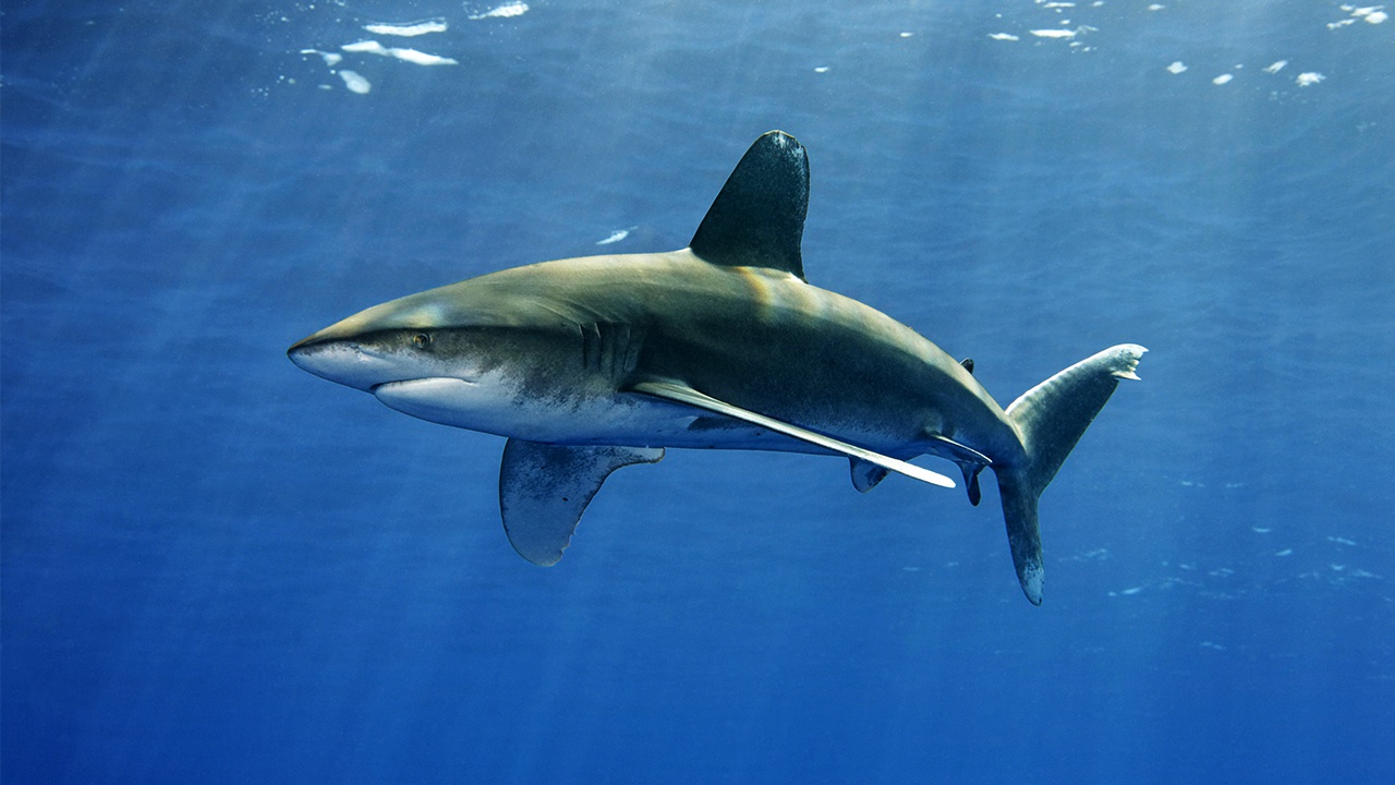 В Египте мумифицируют убившую россиянина акулу