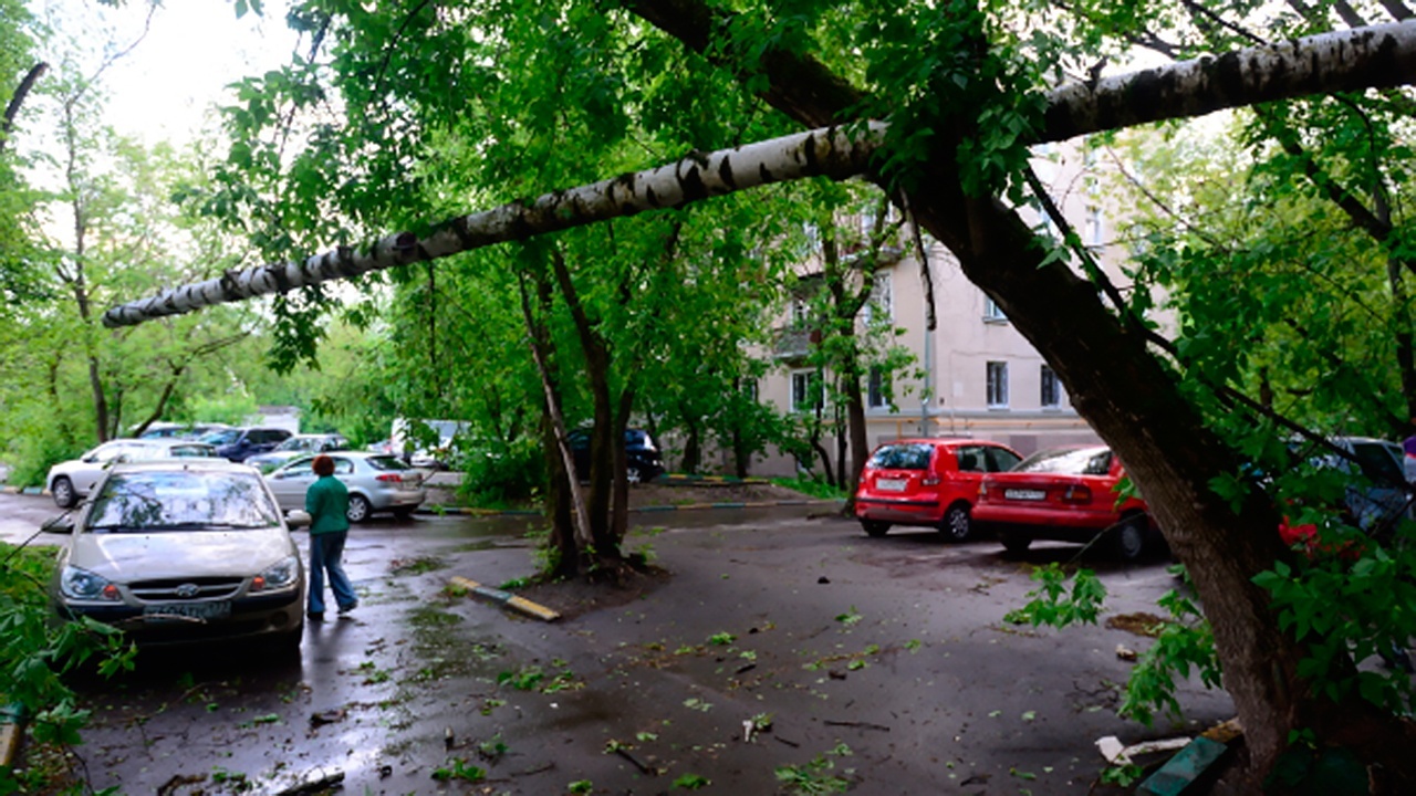 Ураган в москве вчера. Поваленное дерево на Стромынке. Поваленные деревья в Москве сегодня. На Дубнинской улице в Москве повалило деревья. Упавшие деревья в Москве сегодня.