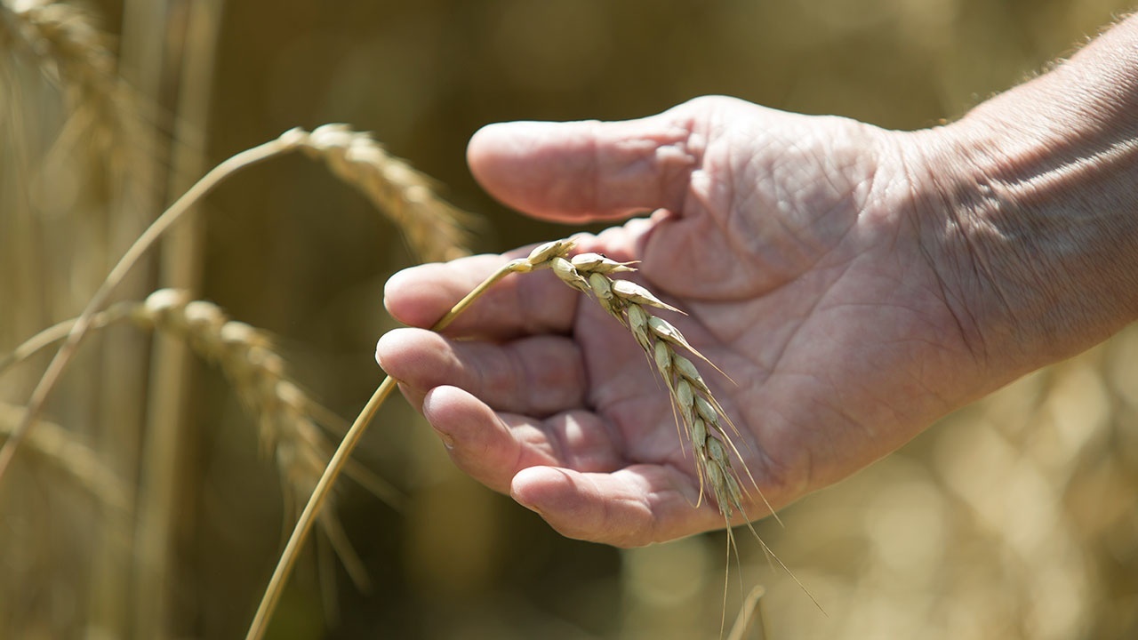 Цена пшеницы выросла на бирже США после заявлений МО РФ о следующих в порты Украины судах