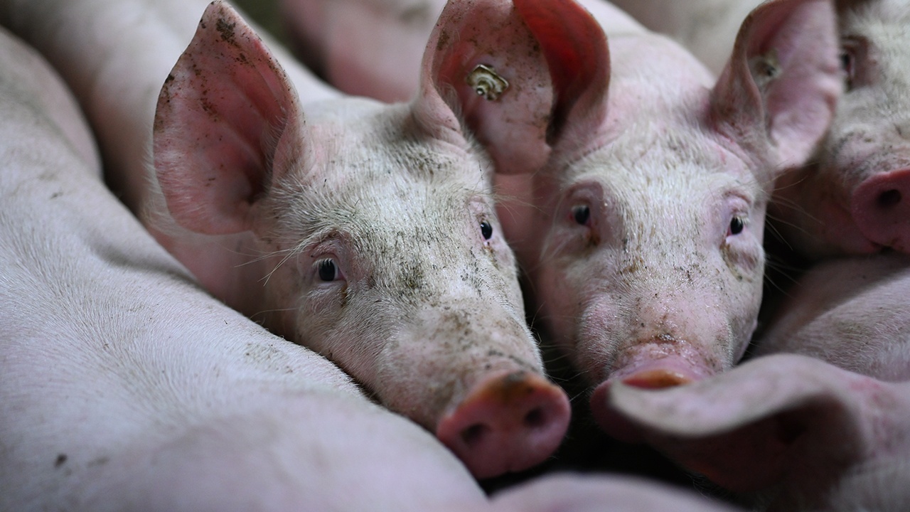 В Ростовской области выявили очаг африканской чумы свиней