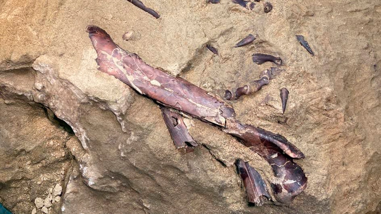 Впервые в России обнаружили окаменелости хищного динозавра теропода