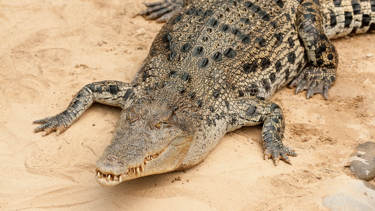 В Китае 75 крокодилов сбежали с частной фермы