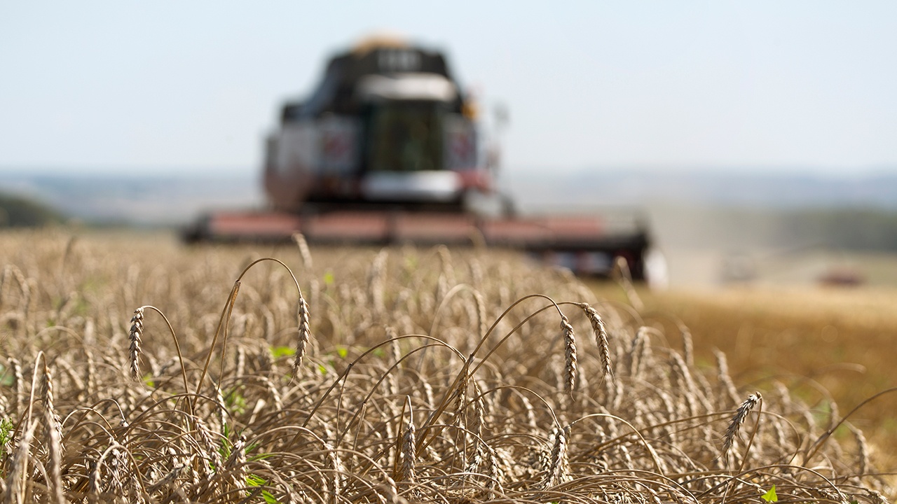 Bloomberg: рекордный урожай пшеницы укрепил лидерство РФ на мировом рынке