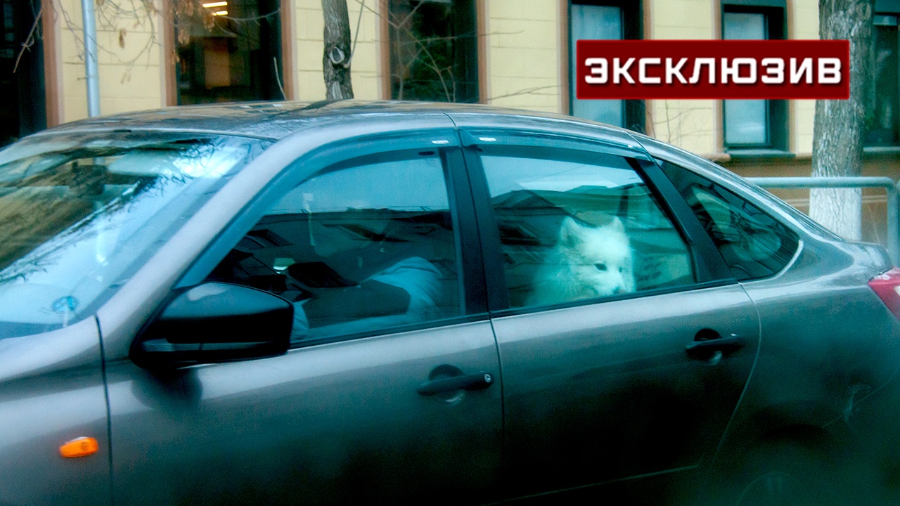 Автоэксперт Колодочкин: камеры не смогут ловить пассажиров на задних сиденьях