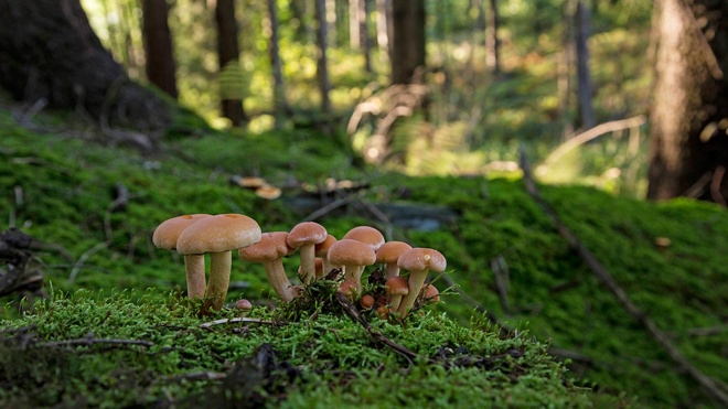 Биолог Опарин рассказал, какой осенний гриб полезен для печени