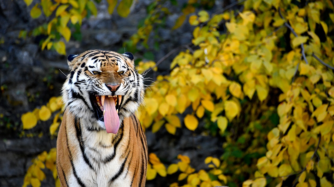 В Приморском крае отметили День тигра