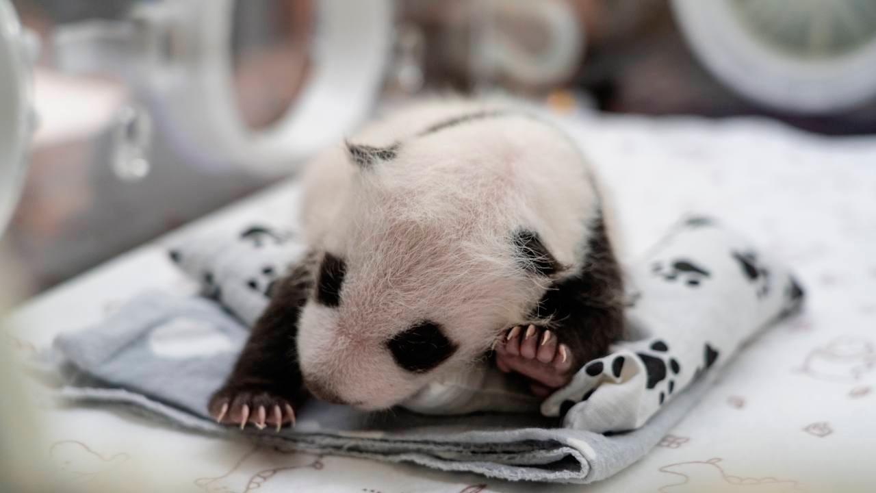 Собянин сообщил пол детеныша панды Диндин, родившегося месяц назад