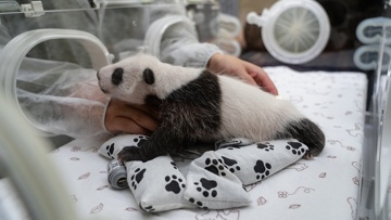В Московском зоопарке показали, как осматривают детеныша панды Диндин