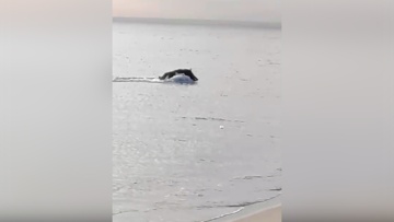 В Крыму выплывший из моря кабан распугал людей на пляже