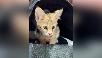 Таможенники спасли двухмесячных котят редкого сервала от «черного рынка»
