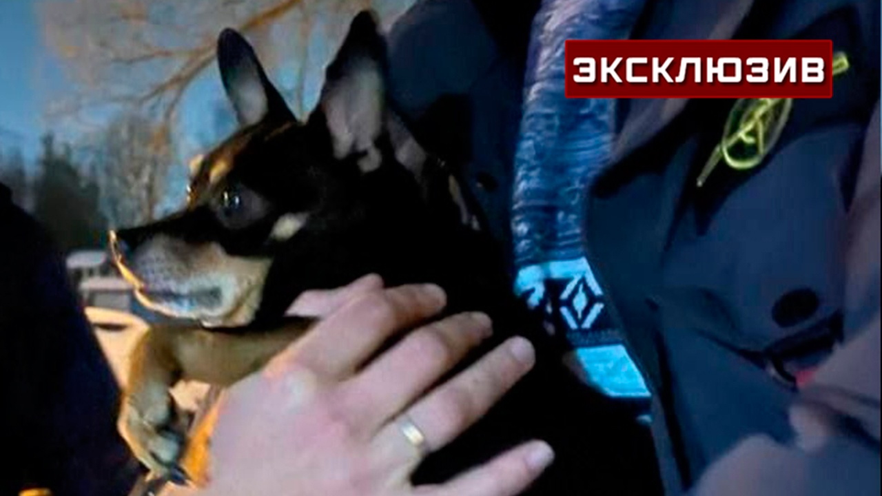 Жизненный цикл огуречного цепня схема. Правила выгула собак. Люди заболевшие бешенством. Бешенство профилактика кошек. Заразиться глистами от собак.