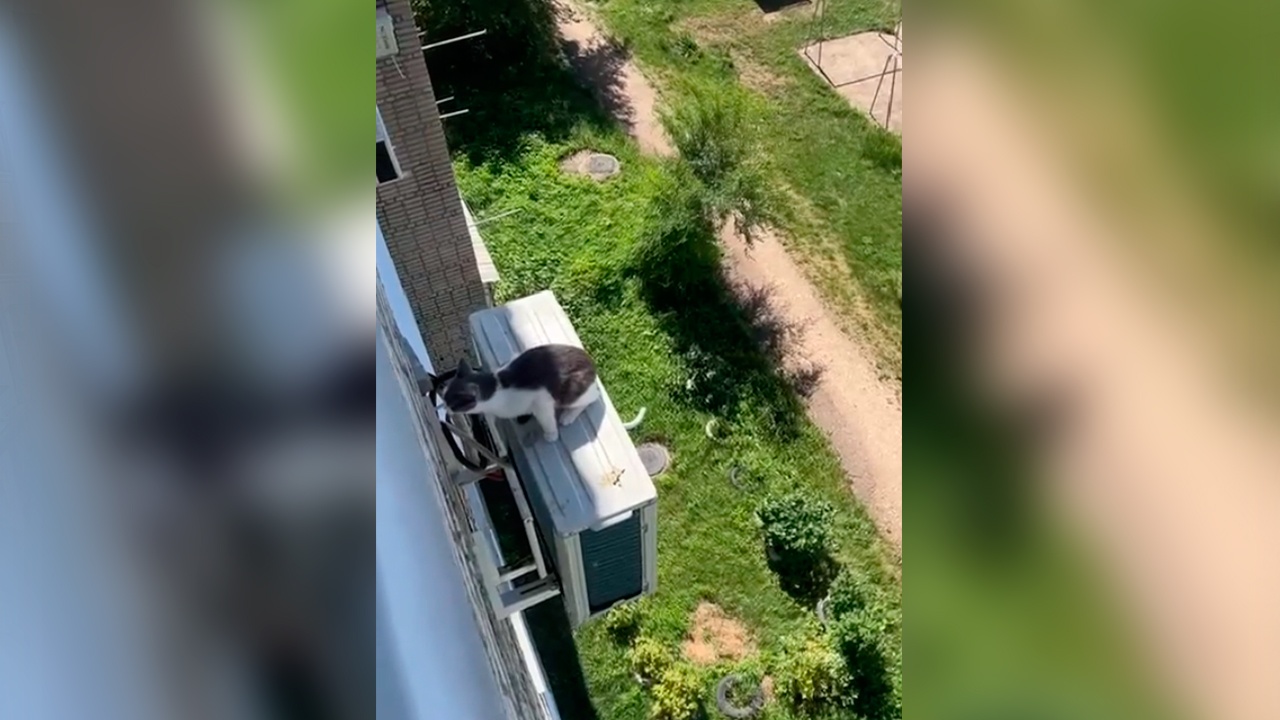 В ЕАО сотрудники МЧС спасли кошку, зацепившуюся когтями за кондиционер