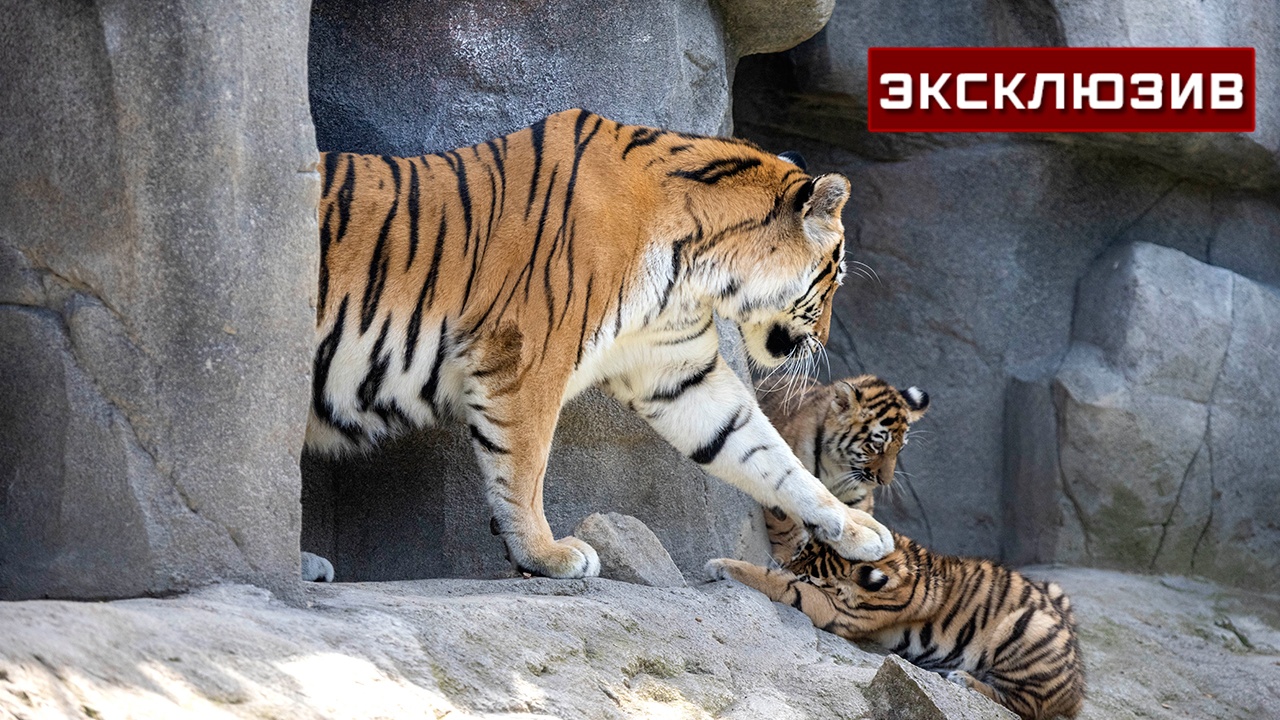 Зоолог: амурских тигрят в Лейпциге могли усыпить из-за дорогого содержания