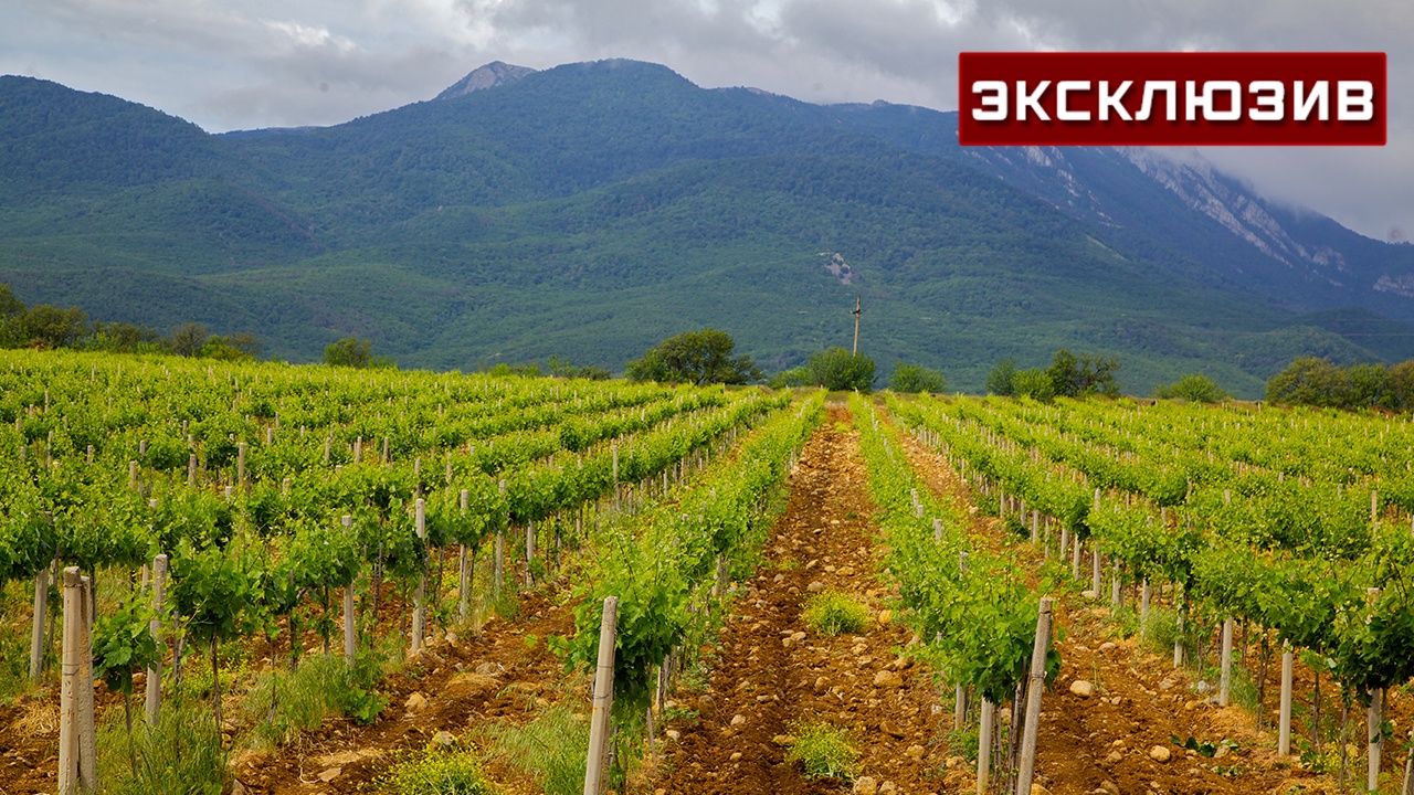 Профессор Холод объяснил, как засуха в Крыму скажется на рынке винограда