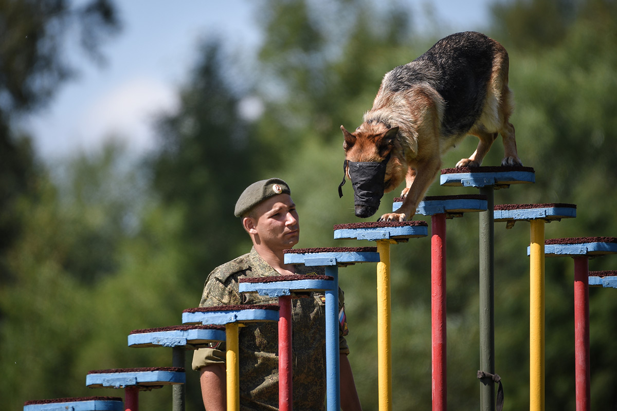 Профессия кинолог