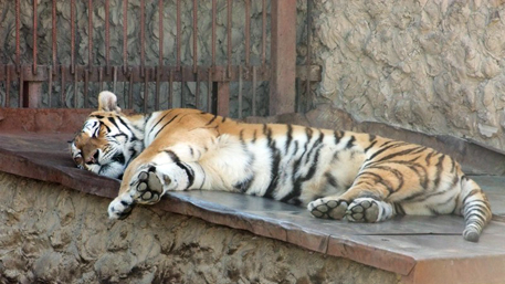 Самый старый зоопарк Украины лишился финансирования