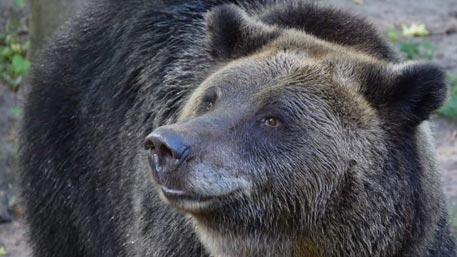 Медведица откопала снаряд времен войны в польском зоопарке