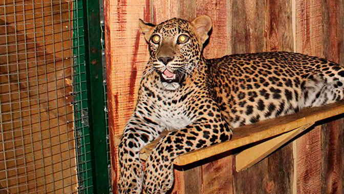 Леопард напал на девочку в контактном зоопарке Саратова
